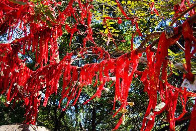 《模拟农场22》“动物和旷野”更新预告 新增蜜蜂养殖场 